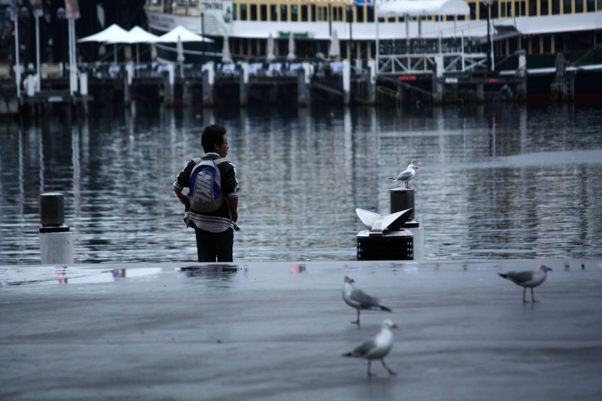 2010-04-30 Kangaroo, crocodile or emu